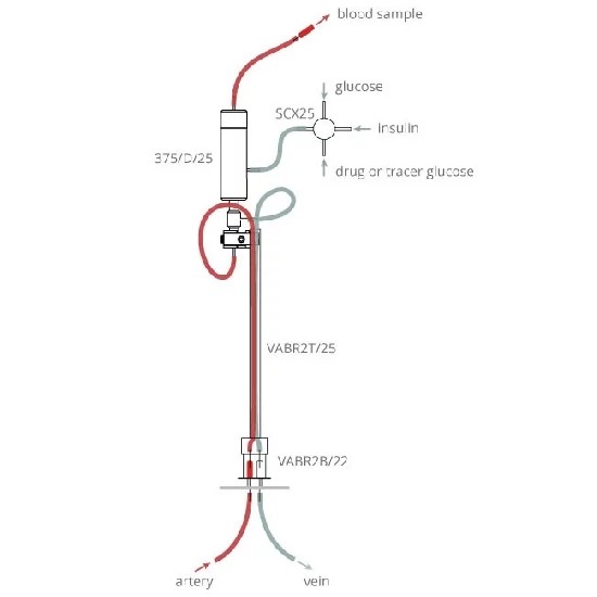 大鼠葡萄糖钳夹试验