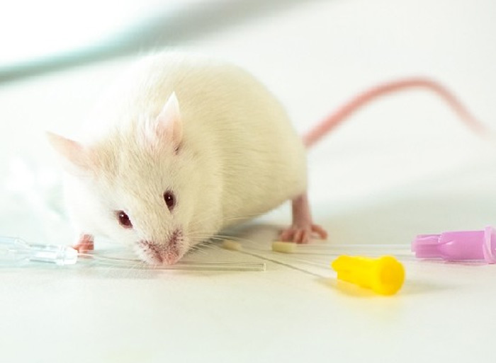 小鼠灌胃给药
