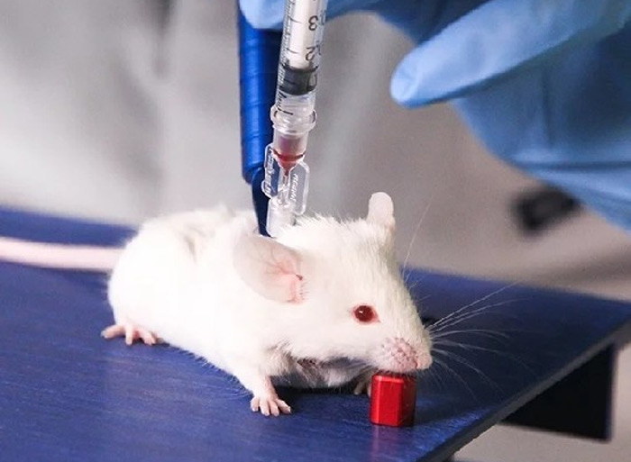 小鼠微量采血