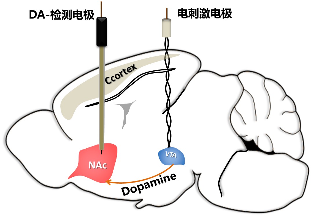 麻醉/清醒动物多种神经回路的DA（多巴胺）神经递质的检测