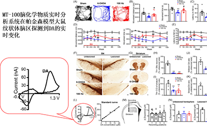 铭泰佳信活体脑化学助力帕金森研究新进展