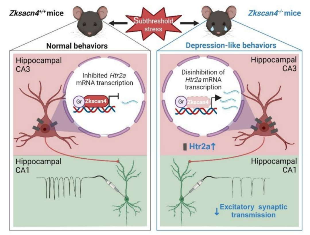 Sci Adv︱北大六院李俊/张岱团队解析抑郁症易感性调控的5-羟色胺受体转录异常机制