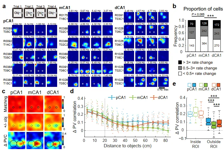 Commun Biol｜昆明动物研究所卢立团队发现物体位移诱导大鼠海马CA1区的事件编码