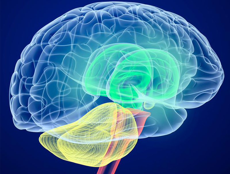 脑缺血模型-脑化学物质实时检测