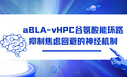 aBLA-vHPC谷氨酸能环路抑制焦虑回避的神经机制