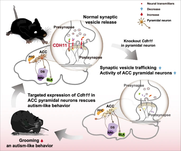 41380_2025_3141_Figa_HTML 拷贝.jpg