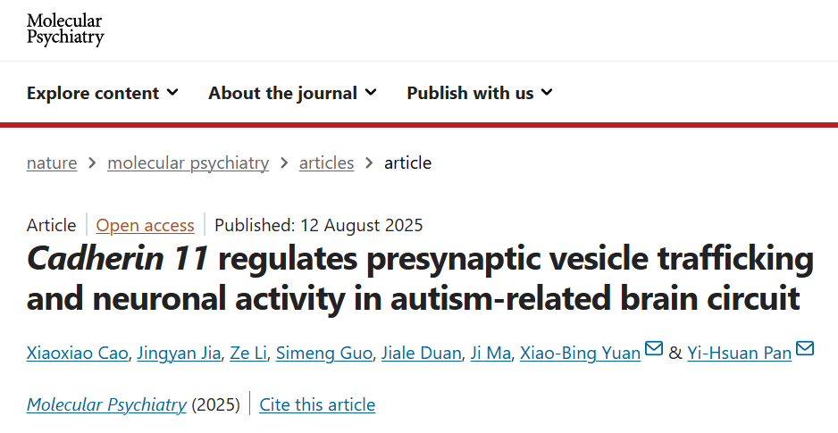 Cadherin11通过调节突触前囊泡运输影响自闭症相关脑环路的神经元活动