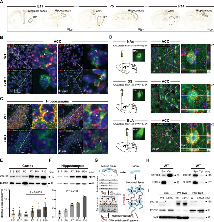 41380_2025_3141_Fig1_HTML 拷贝.jpg