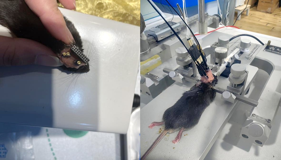 创新应用：活体脑化学联合电生理，同步解码神经化学信号与电信号