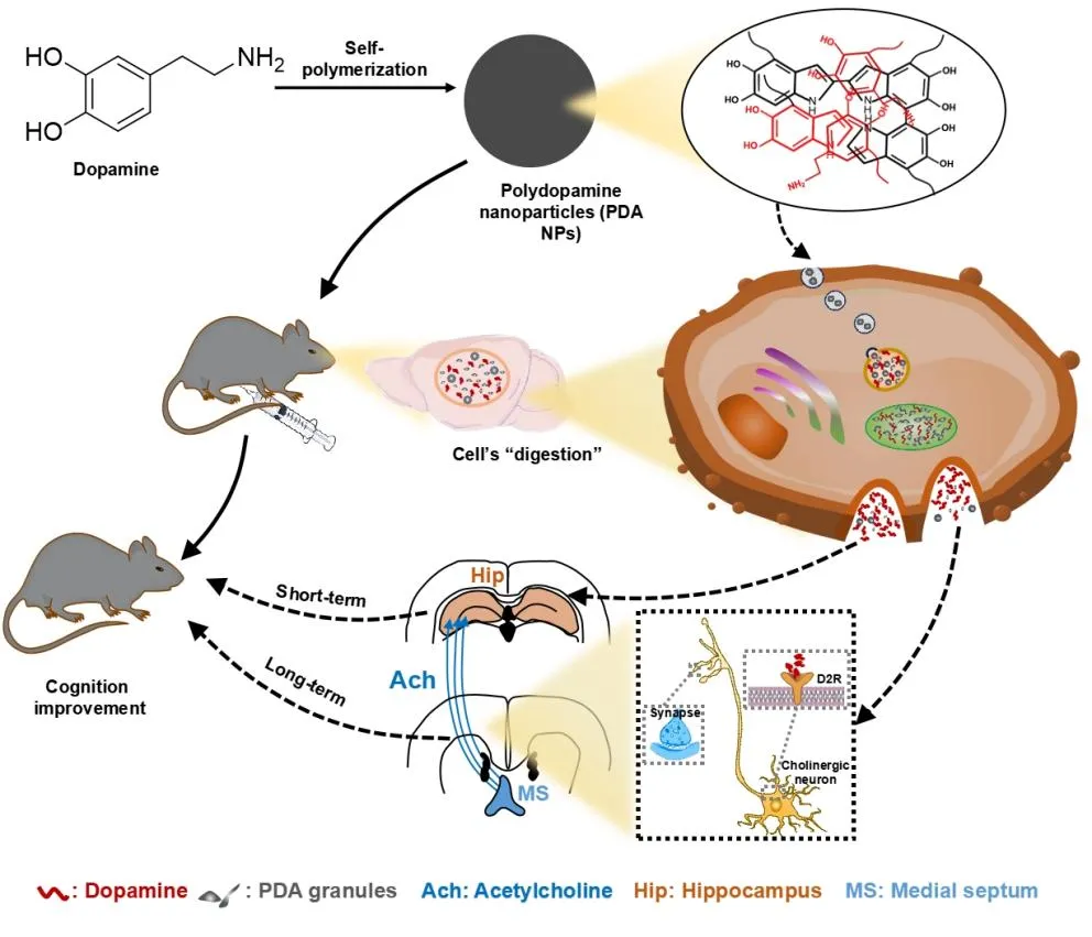 破解认知障碍治疗难题！聚多巴胺纳米粒子靶向递送多巴胺策略改善认知功能新机制