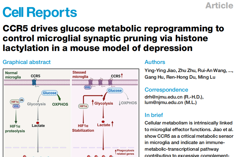 Cell Reports︱抑郁症精准治疗新突破：活体脑化学物质实时分析技术赋能，揭示CCR5驱动小胶质细胞免疫-代谢-表观遗传重编程的新机制